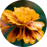 Lutein and Zeaxanthin